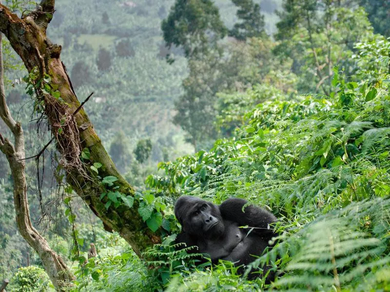 Bwindi Impenetrable Forest