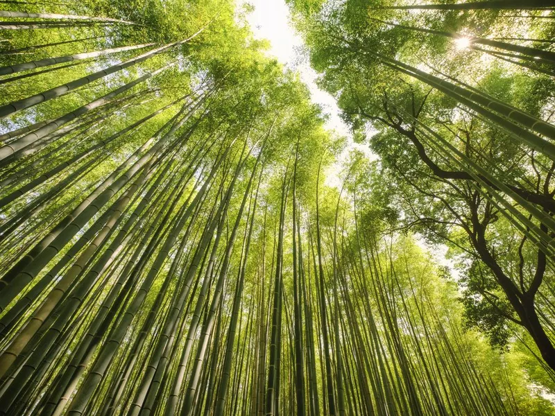 Japanese Bamboo Forest