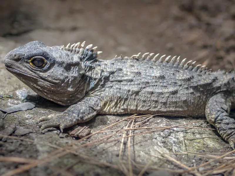 Tuatara