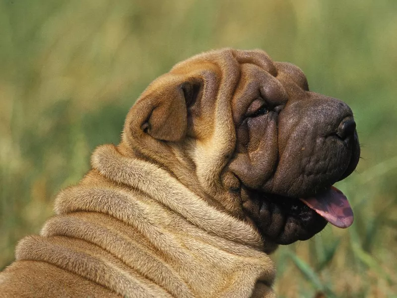 Shar Pei Dog