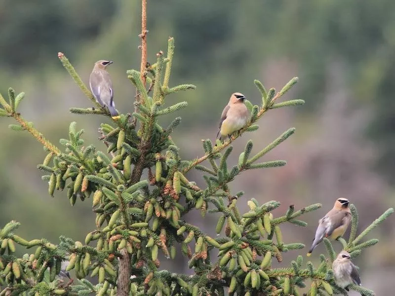 Monhegan Island Cedar Waxwings