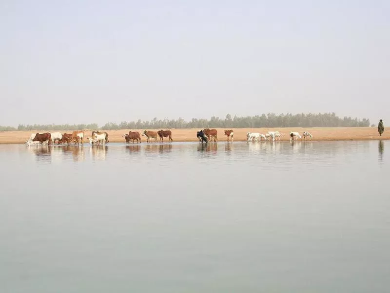 Shepherd and cows on the banks of Niger River