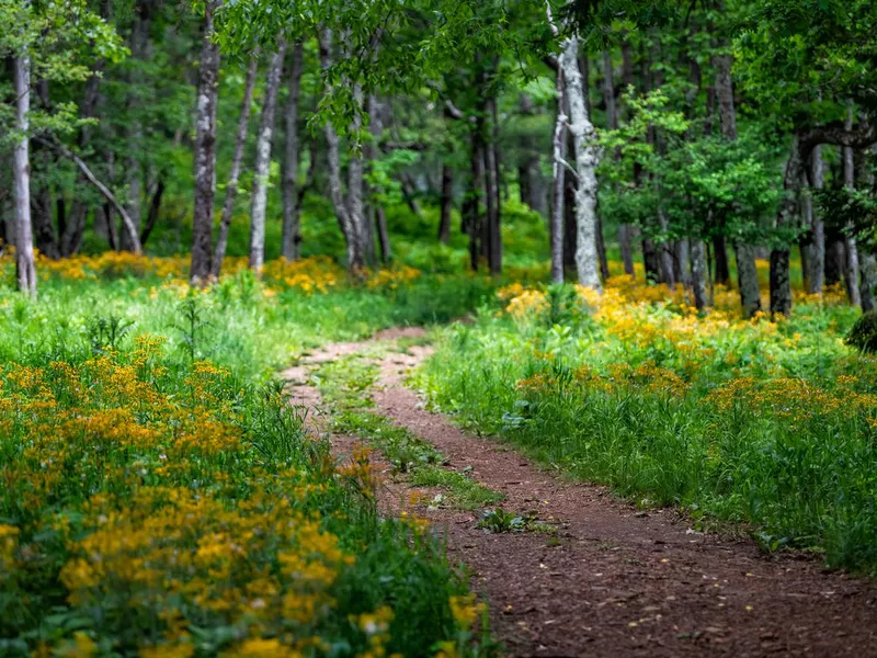 Story of the Forest trail in Shenandoah Blue Ridge