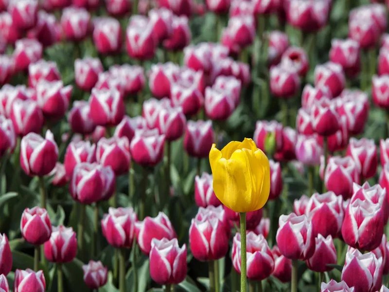 Colorful tulips in the Fraser Valley, Chilliwack, BC, Canada