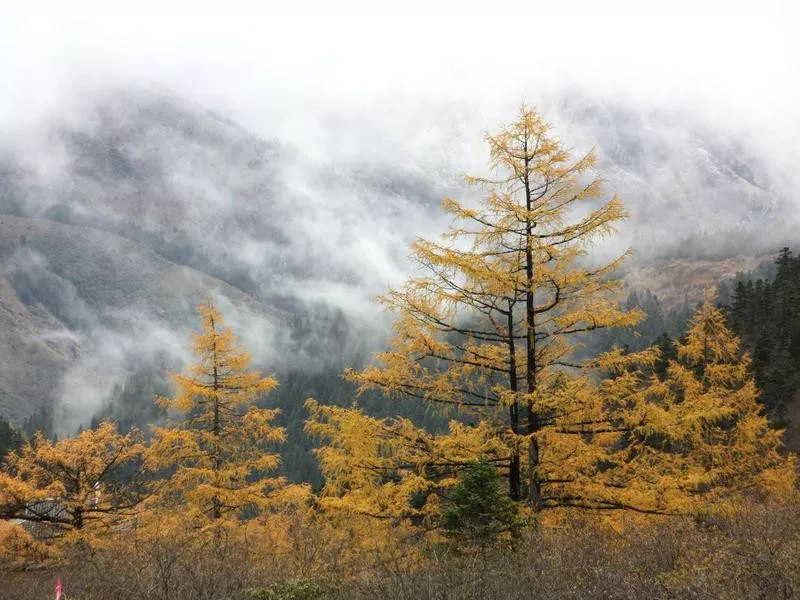 Jiuzhaigou Valley Forest