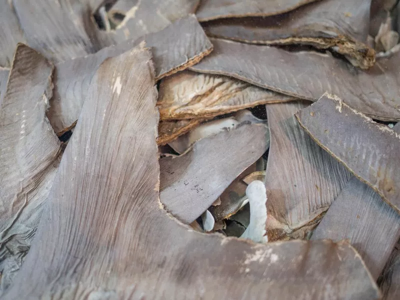 Dried shark fin food