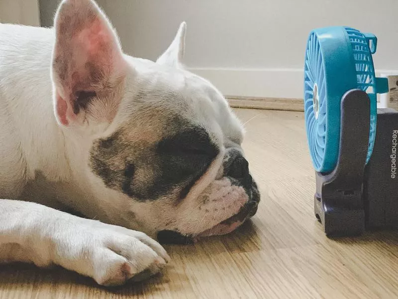 French Bulldog sleeping next to a fan