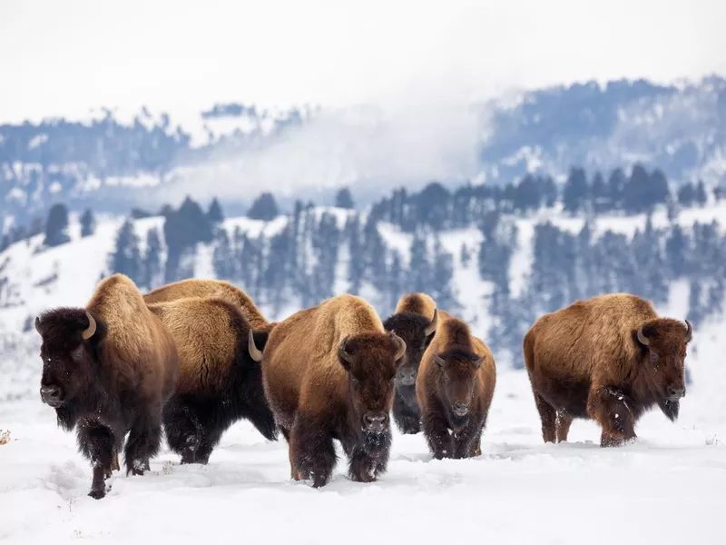 Yellowstone in the winter