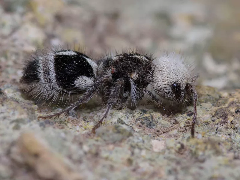 Panda Ant