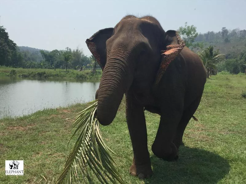 Elephant Rescue Park