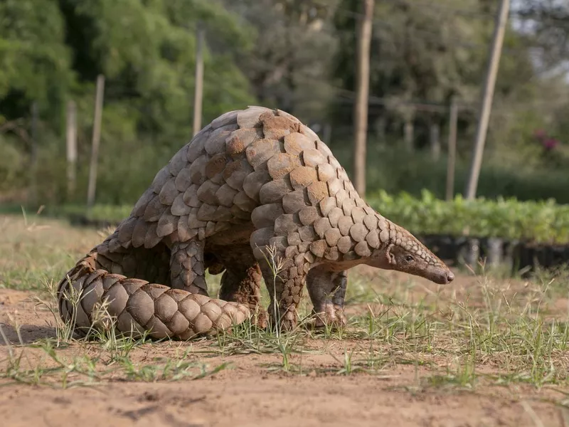 Pangolin walking