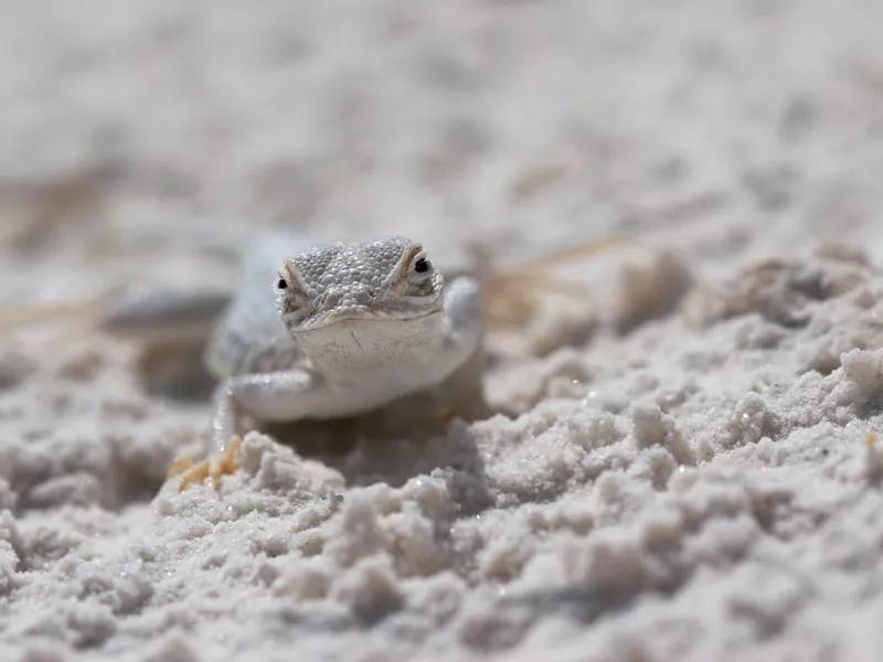 Side-blotched Lizard at White Sands