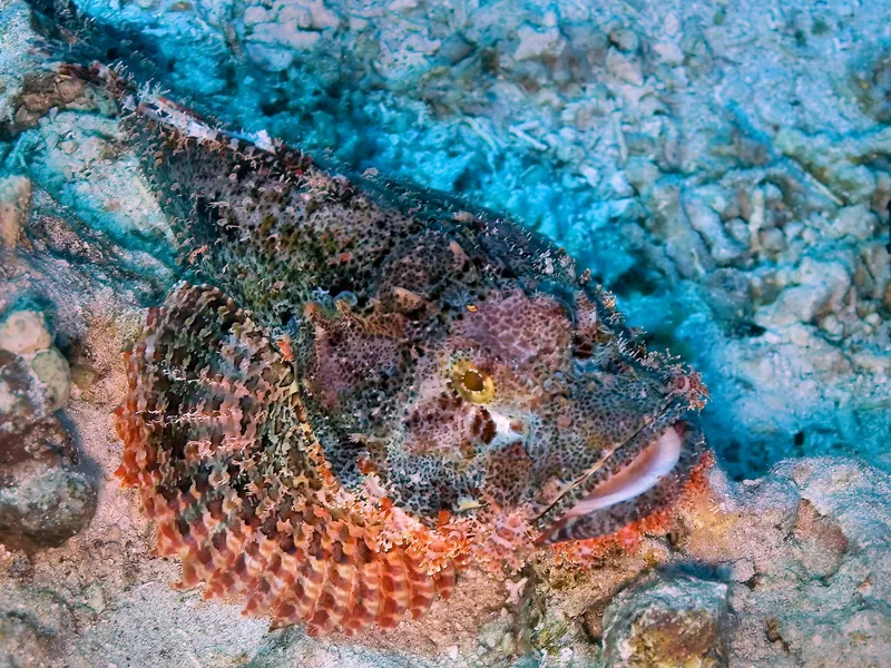 Stonefish