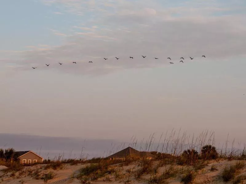 Dunes at Isle of Palms, South Carolina