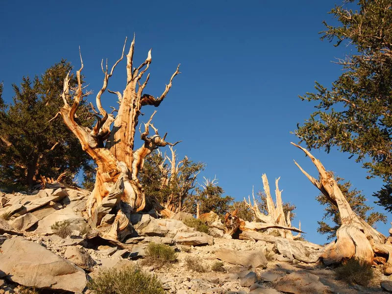 Bristlecone pine in Methuselah Grove in California