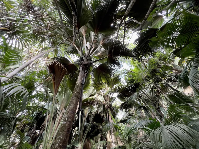 Vallee de Mai, coco de mer, Seychelles