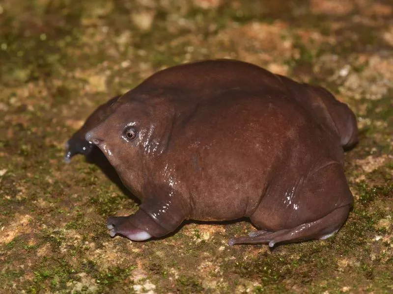 Indian Purple Frog