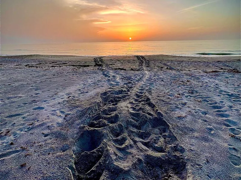 Turtle tracks on the beach at the Archie Carr National Wildlife Refuge