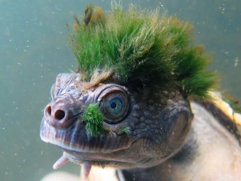 Mary River Turtle