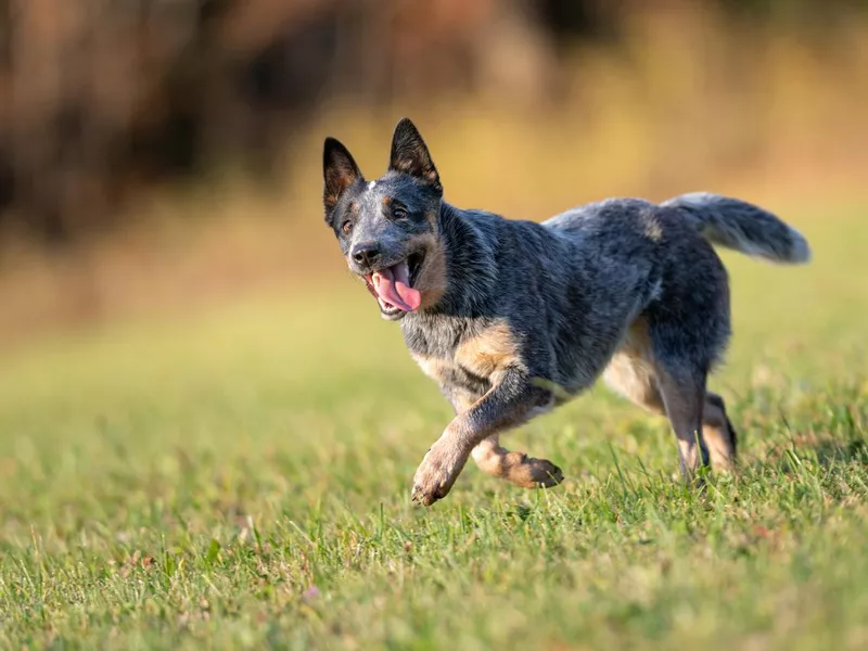 Australian Cattle Dog in an attentive Pose