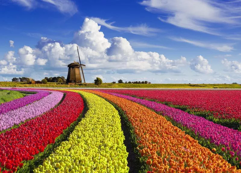 Tulip Fields