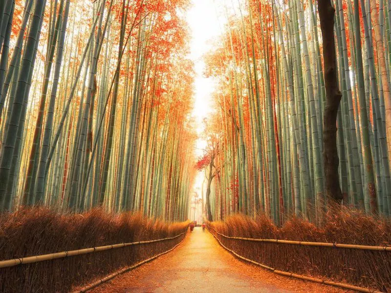 Arashiyama Bamboo Forest