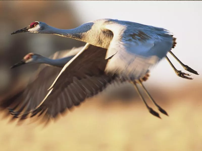 Sandhill Cranes in flight