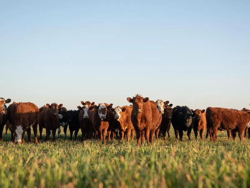 Herd of cows