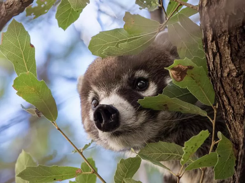 coatimundi on a tree