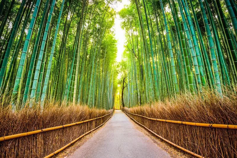 Arashiyama Bamboo Grove, Japan