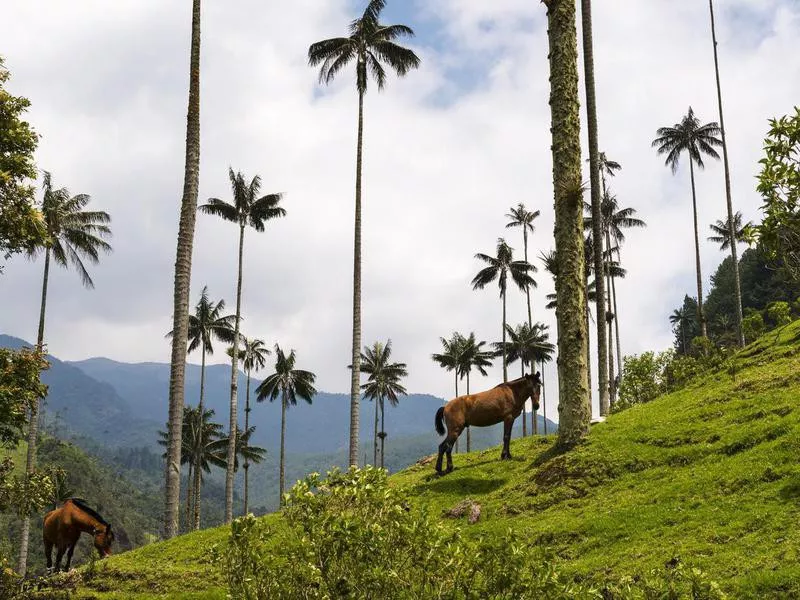 Cocora Valley