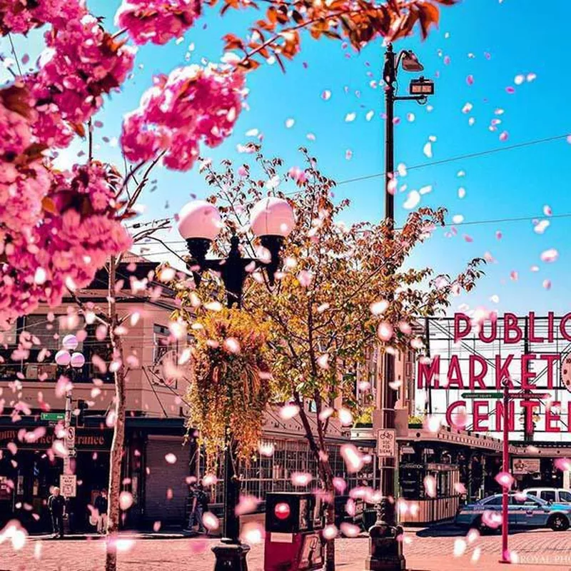 Cherry blossoms in Seattle