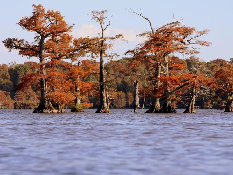 Reel Foot Lake, Tennessee