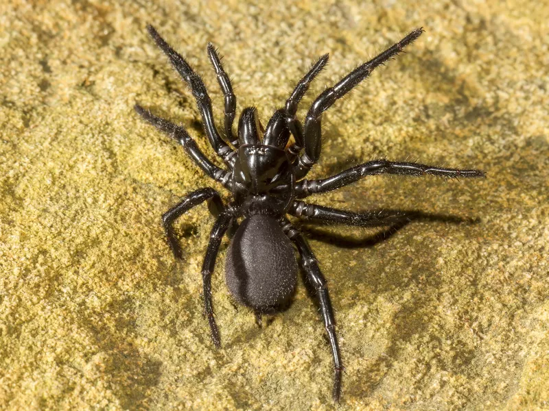 Sydney Funnel-web Spider