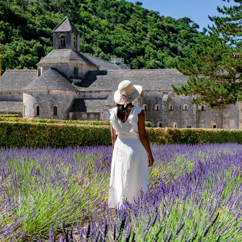 Senanque Abbey Gordes Provence Lavender fields Notre-Dame de Senanque, blooming purple blue lavender fields Luberon France