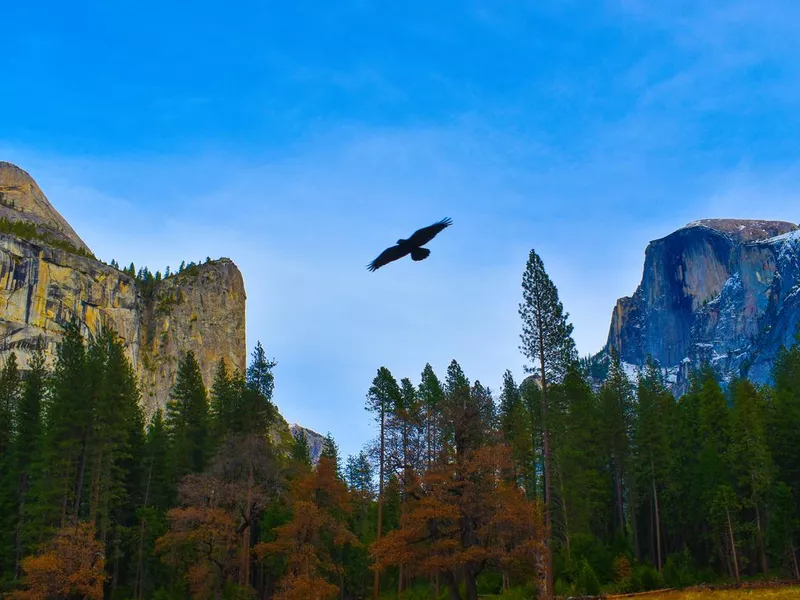 Hawk flying over Yosemite National Park