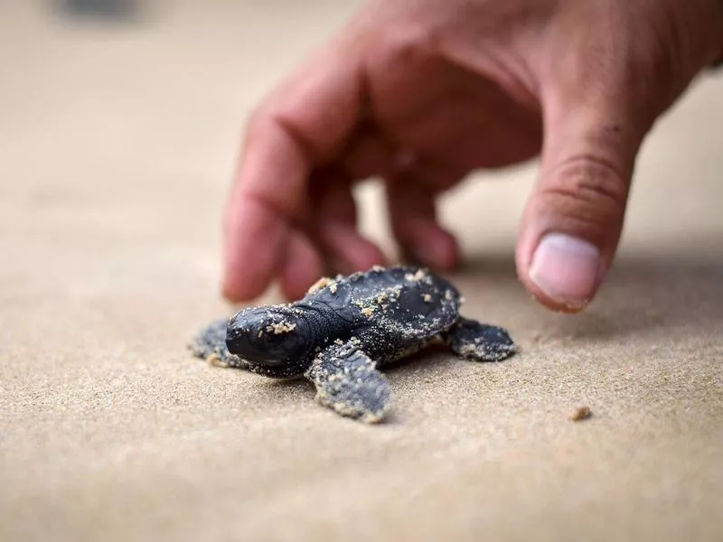 baby turtles