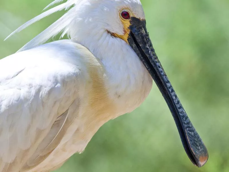 Eurasian Spoonbill