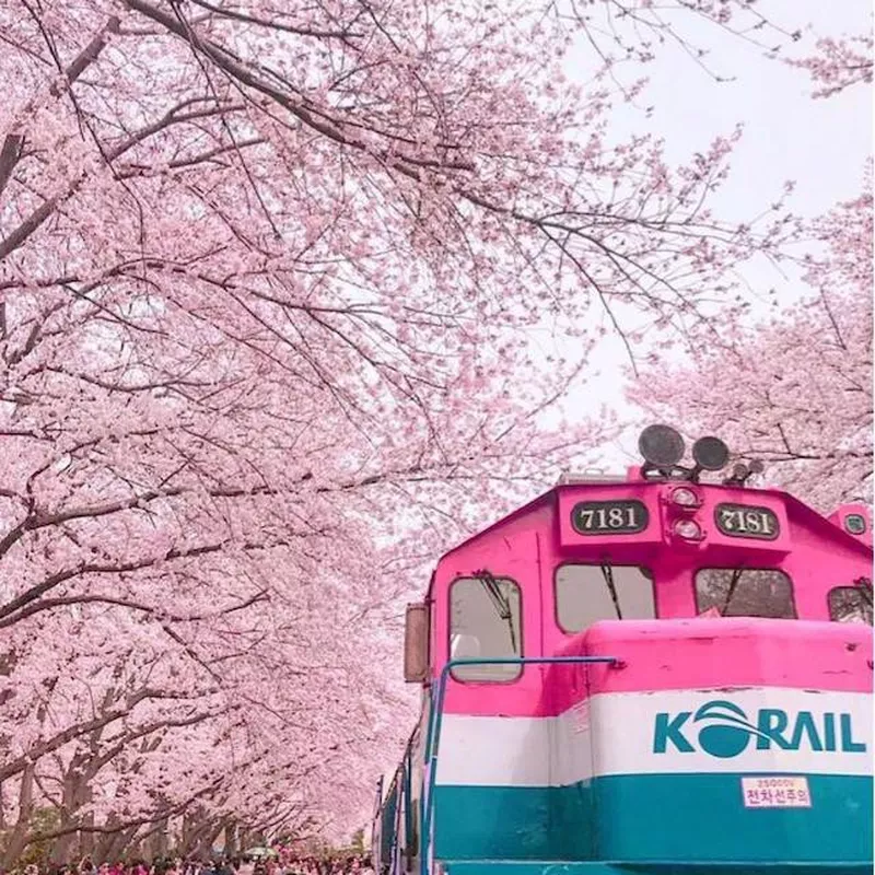 Cherry blossom trees in Jinhae, South Korea