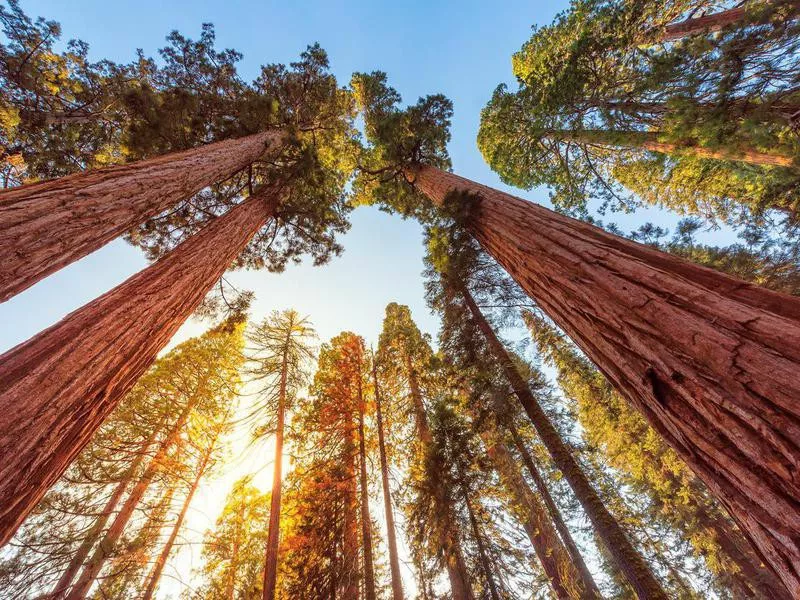 Giant sequoia trees in Sequoia National Park, California