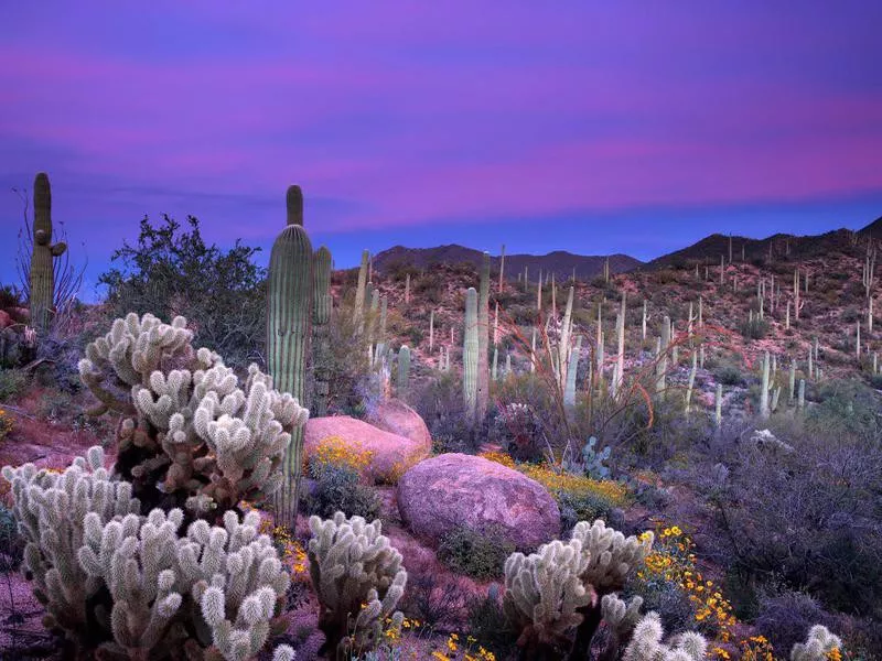 Saguaro National Park