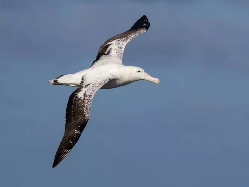 Wandering Albatross