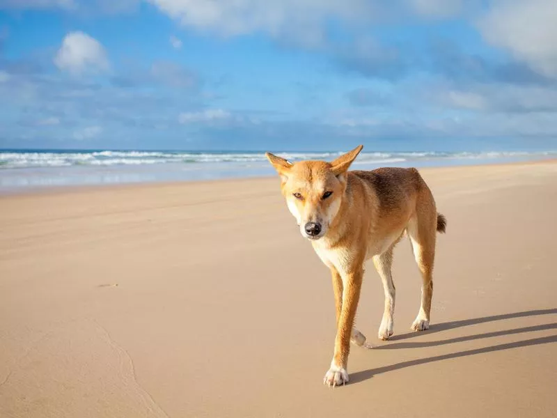 Fraser Island