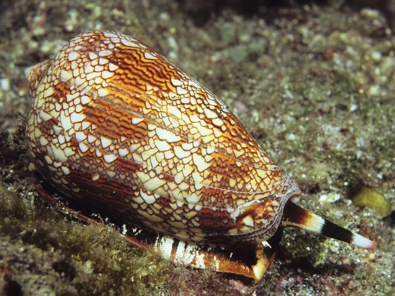 Cone snail