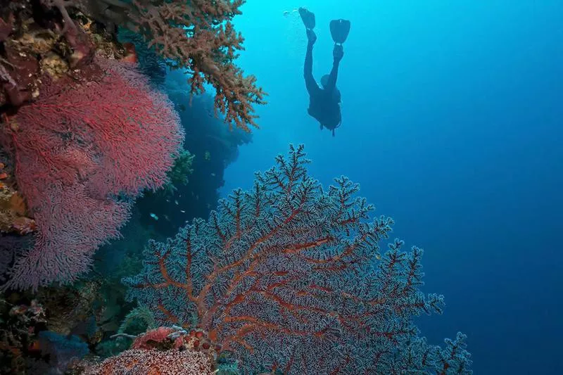 Tubbataha Reef