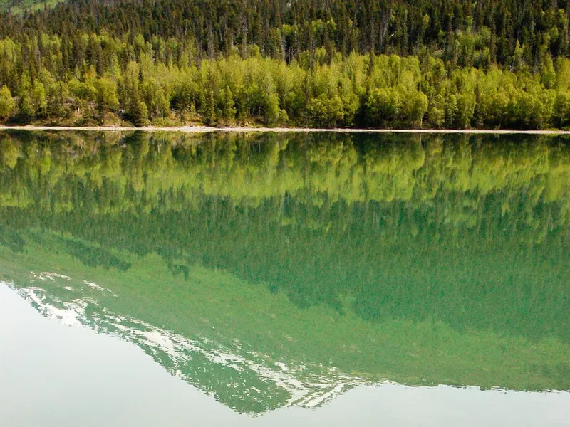 Reflection of forest in Moose Pass