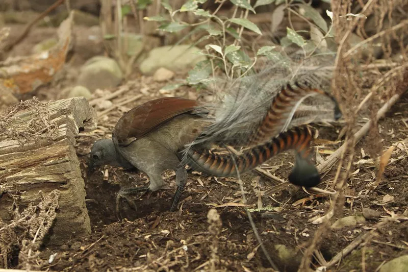 Lyrebird in the woods