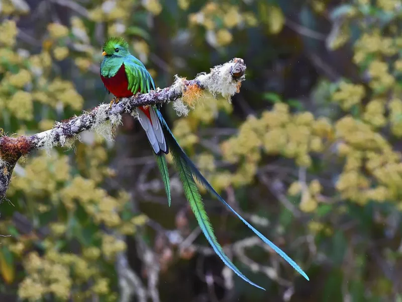 Resplendent Quetzal on a branch