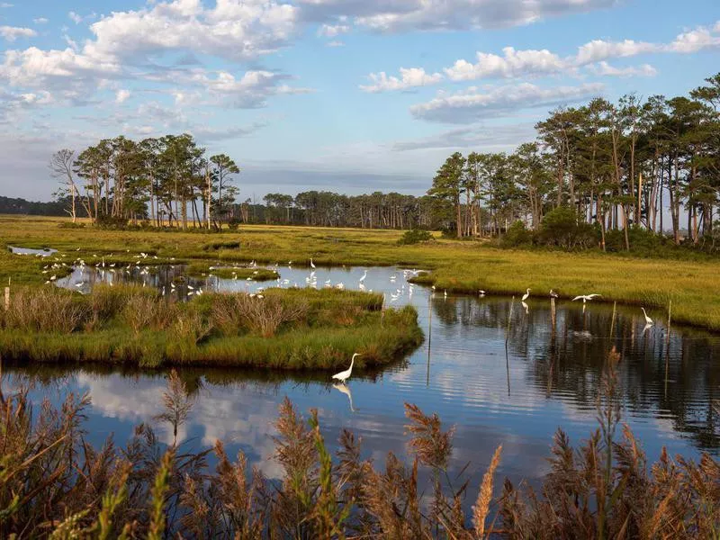 Chincoteague Wildlife Refuge, Virginia