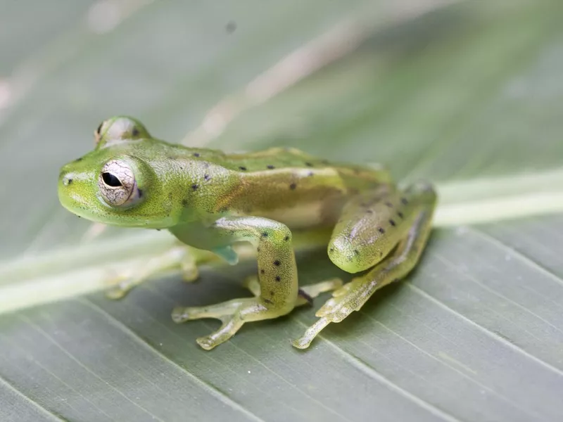 Glass Frog